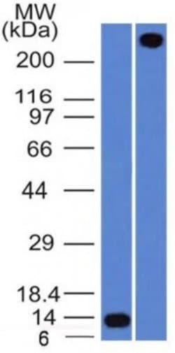 Von Willebrand Factor Antibody (VWF/1859R) - Azide and BSA Free, Novus